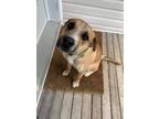 Adopt Hallow #49989 a Black Mouth Cur