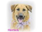 Adopt Sherlock a Mixed Breed, German Shepherd Dog