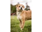 Adopt Fire a Boston Terrier, Border Terrier