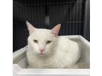 Adopt Yeti a White Domestic Shorthair / Domestic Shorthair / Mixed cat in St.