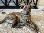 Adopt Arizona a Brindle American Pit Bull Terrier dog in Calgary, AB (37969078)
