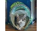 Adopt Dory a Gray, Blue or Silver Tabby Turkish Van (short coat) cat in Cut