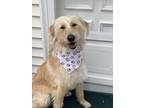 Adopt Sunny a Tan/Yellow/Fawn Poodle (Standard) / Border Collie / Mixed dog in