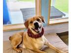 Adopt Congo #49727 a Beagle, Australian Shepherd