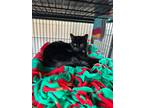 Adopt Stella a Domestic Shorthair / Mixed (short coat) cat in Saint Albans