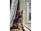 Adopt Myah a Gray or Blue (Mostly) Domestic Shorthair (short coat) cat in Cut
