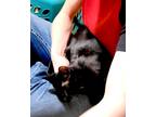 Adopt Sloan a Black (Mostly) Domestic Shorthair (short coat) cat in Cut Bank