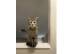 Adopt Nova a Brown Tabby American Shorthair / Mixed (short coat) cat in Corpus
