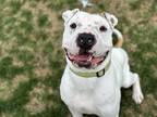 Adopt Veronica a White Shar Pei / Mixed dog in Boulder, CO (37966467)