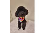 Adopt Rocco a Black Poodle (Toy or Tea Cup) / Mixed dog in Mississauga