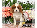 Cavalier King Charles Spaniel PUPPY FOR SALE ADN-597757 - Mickey from World