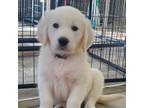 Golden Retriever Puppy for sale in Atwater, MN, USA