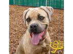 Adopt Penne a Tan/Yellow/Fawn Mastiff / Mixed dog in Ann Arbor, MI (37980813)