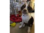 Adopt Lemon a White - with Brown or Chocolate Pointer / Mixed Breed (Medium) /