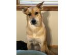 Adopt Bailey a Tan/Yellow/Fawn - with White Shepherd (Unknown Type) / Mixed dog