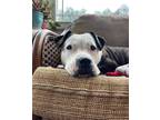 Adopt Mama Demi a Brindle - with White American Staffordshire Terrier / Mixed
