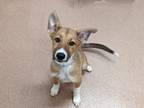 Adopt Zoe a Red/Golden/Orange/Chestnut Collie / Mixed dog in Boulder