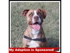 Adopt Daisy a American Staffordshire Terrier