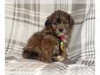 Aussiedoodle Miniature PUPPY FOR SALE ADN-598460 - Whiskey