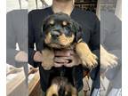 Rottweiler PUPPY FOR SALE ADN-598235 - Puppies