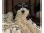 Schnauzer (Miniature) PUPPY FOR SALE ADN-598447 - Forever home for Adorable Mini