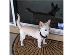 Adopt ROLAND in AZ a White Cairn Terrier / Westie, West Highland White Terrier /