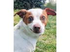 Adopt Dexter a Tan/Yellow/Fawn Jack Russell Terrier / Mixed dog in Blackwood