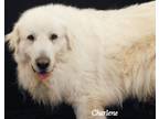 Adopt Frost "oof" a White Great Pyrenees / Mixed dog in Newland, NC (37990031)