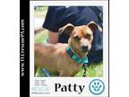 Adopt Patty 050623 a Tan/Yellow/Fawn Feist / Dachshund dog in Kimberton
