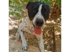 Adopt Betuco - Adoption Pending a White - with Black Jack Russell Terrier /