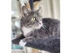 Adopt Lady a Domestic Shorthair / Mixed (short coat) cat in Duncan