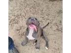 Adopt David Beckham a Pit Bull Terrier / Mixed dog in Ocala, FL (37988656)