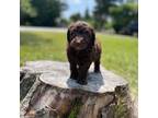 Cock-A-Poo Puppy for sale in Shirley, NY, USA