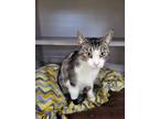 Adopt Treena a Tiger Striped Domestic Shorthair (short coat) cat in Webster