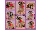 Adopt Tiger Lily a Beagle