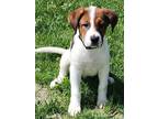 Adopt Polo a Australian Shepherd dog in Windsor, CO (38000034)