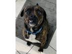 Adopt Kevin a Brindle - with White American Pit Bull Terrier / Boxer dog in