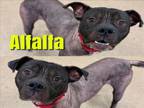 Adopt ALFALFA a Mastiff, Mixed Breed