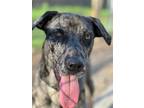 Adopt Luisa a Merle Great Dane / Mastiff / Mixed dog in New Milford