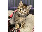 Adopt Confetti a Domestic Shorthair / Mixed (short coat) cat in Duncan