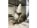 Adopt Flyza Minelli a Pigeon bird in Vancouver, BC (37996983)
