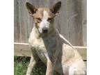 Adopt Winnie a Tricolor (Tan/Brown & Black & White) Blue Heeler dog in
