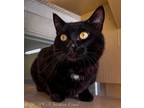 Adopt Ashford a Domestic Shorthair / Mixed cat in Sechelt, BC (37996249)