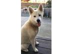 Adopt Storm a White - with Tan, Yellow or Fawn Akita / Husky / Mixed dog in
