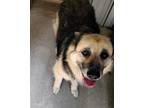 Adopt Zoey a Black - with Tan, Yellow or Fawn German Shepherd Dog / Mixed dog in