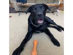 Adopt Stone a Black Labrador Retriever / Mixed dog in Kingston, ON (37993134)