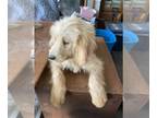 Goldendoodle PUPPY FOR SALE ADN-599466 - Golden Doodle puppy