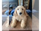 Goldendoodle PUPPY FOR SALE ADN-599480 - Golden Doodle puppy