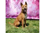 Adopt Puddles A-11 AVAILABLE a Retriever, German Shepherd Dog