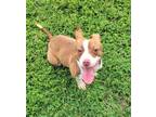 Adopt Rascal a Basset Hound, Terrier